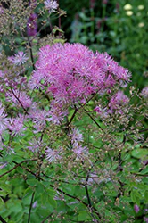 Thalictrum 'Black Stocking' (Black Stockings Meadow Rue)