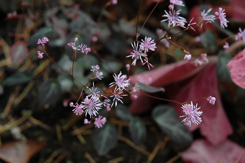 Thalictrum ichangense 'Evening Star' (Evening Star Meadow Rue)