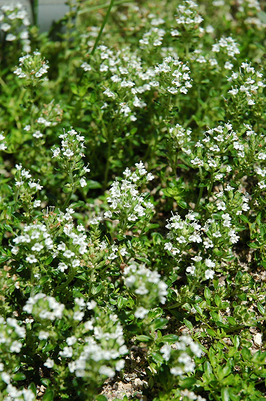 Thymus praecox 'Albiflorus' (White Moss Thyme)