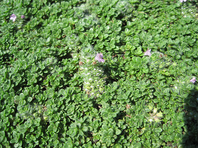 Thymus praecox 'Elfin' (Elfin Creeping Thyme)