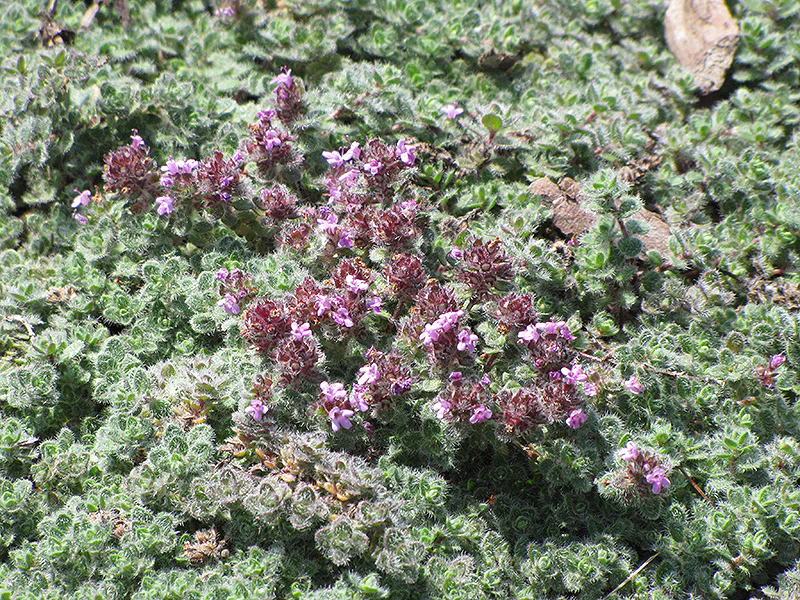 Thymus pseudolanuginosis (Woolly Thyme)