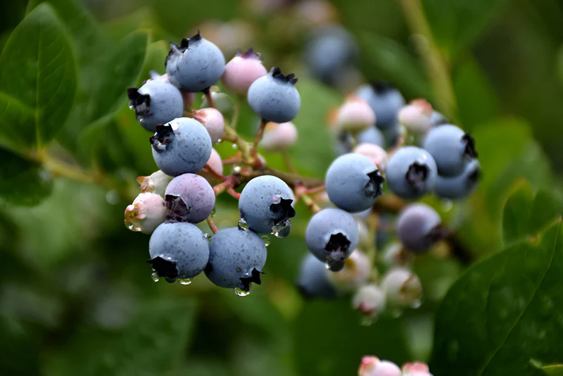Vaccinium corymbosum 'Bluegold' (Blueberry)