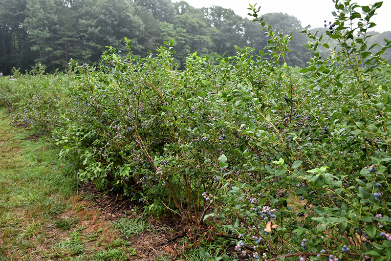 Vaccinium corymbosum 'Bluegold' (Blueberry) - Image 2