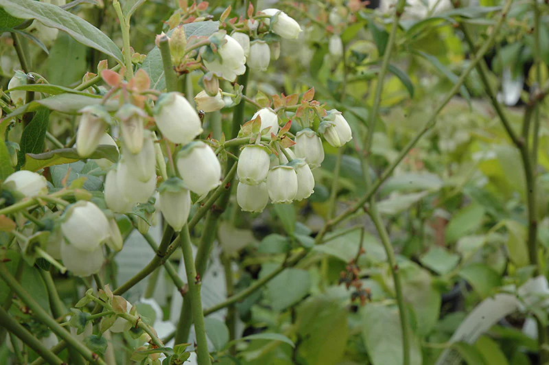 Vaccinium corymbosum 'Bluegold' (Blueberry) - Image 3