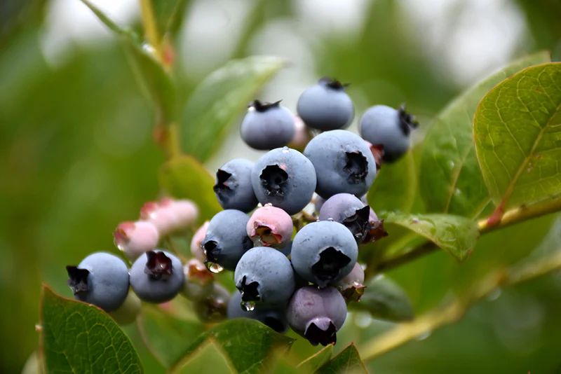 Vaccinium corymbosum 'Patriot' (Blueberry)