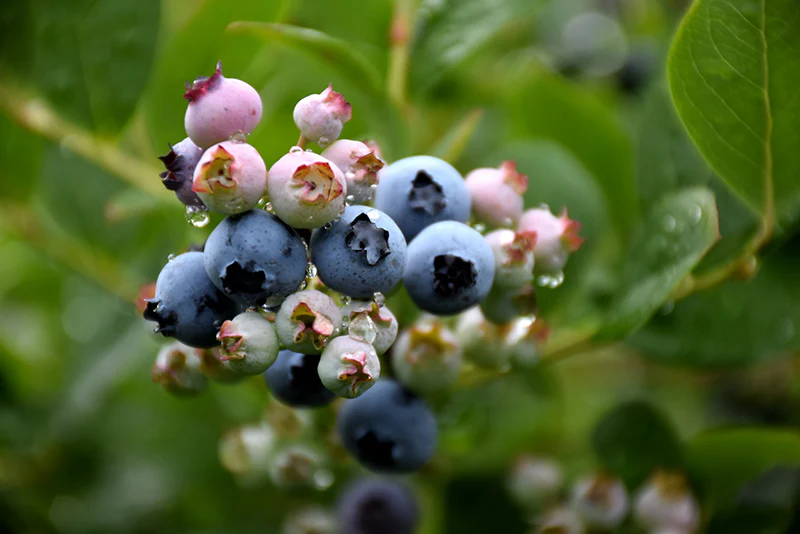 Vaccinium corymbosum 'Top Hat' (Blueberry)
