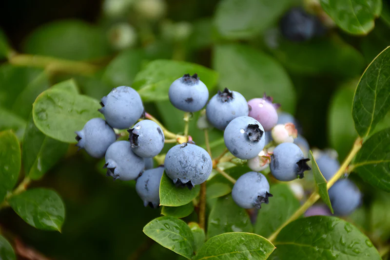 Vaccinium 'Misty'