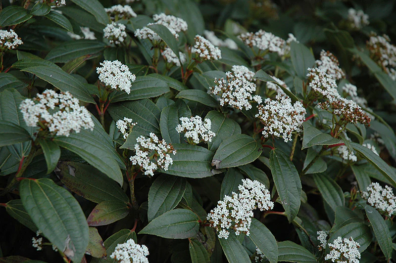 Viburnum davidii 'Vibsid1' (Pincushion Viburnum)