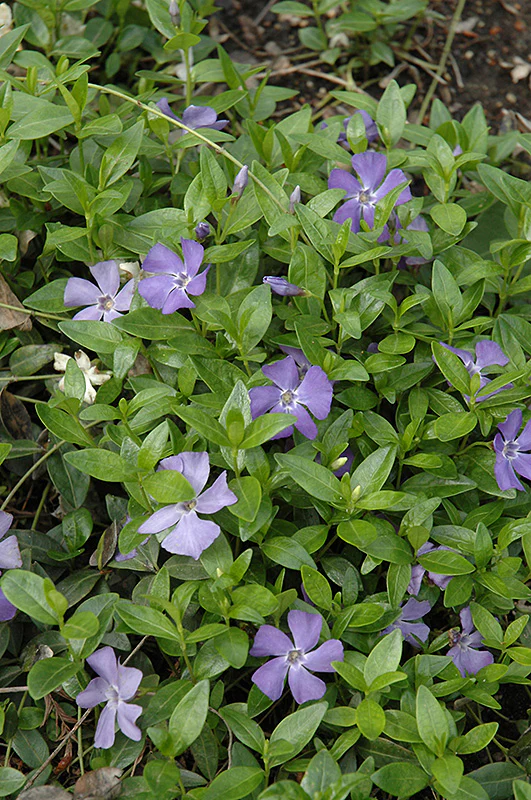 Vinca minor (Common Periwinkle)