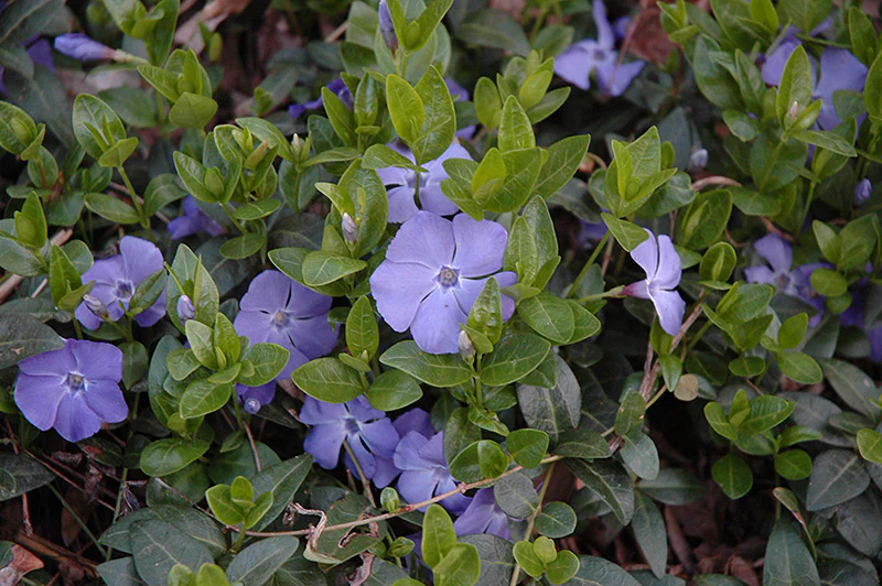 Vinca minor 'Bowles' (Periwinkle)