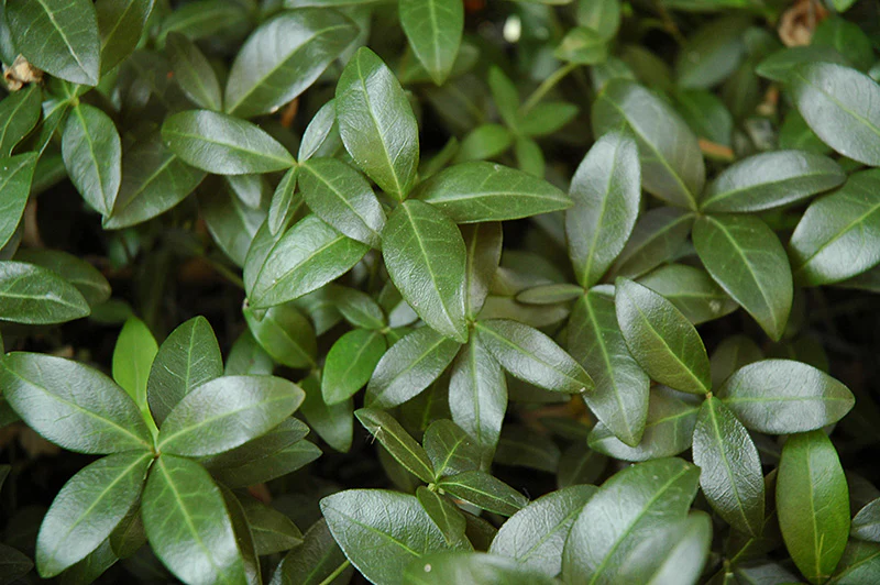 Vinca minor 'Bowles' Mauve' (Periwinkle)