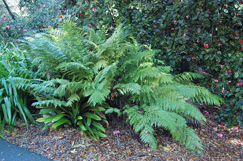 Woodwardia fimbriata (Giant Chain Fern)
