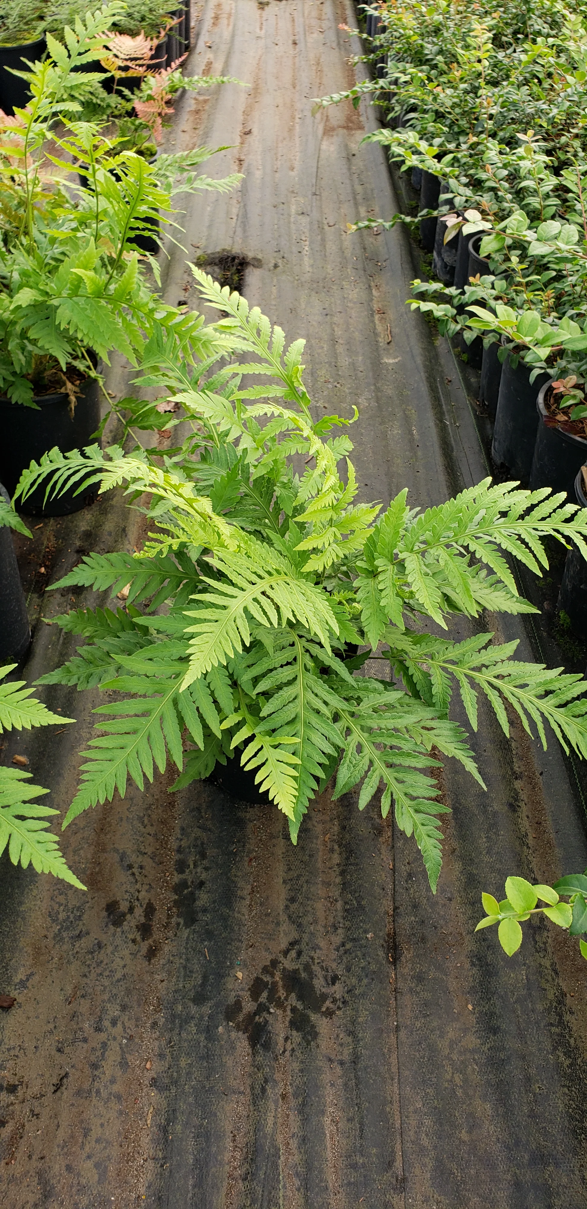 Woodwardia fimbriata (Giant Chain Fern) - Image 2