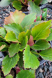 Mukgenia 'Nova Flame'